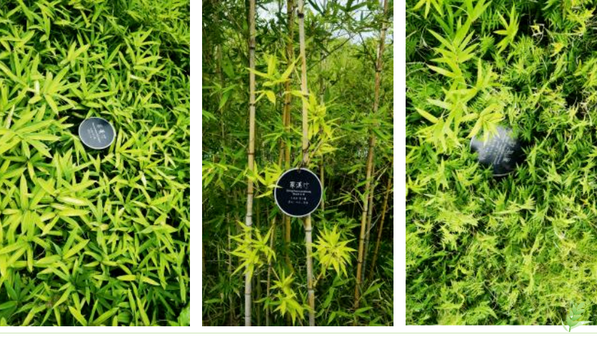 银娱优厚会717(中国)股份有限公司