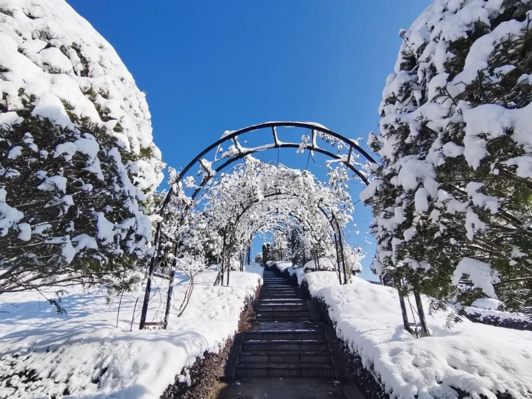 雪落玉龙，三冬含暖。