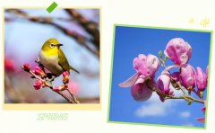 春启银娱优越会717